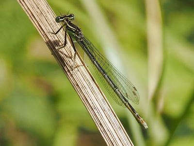 Agrion à larges pattes