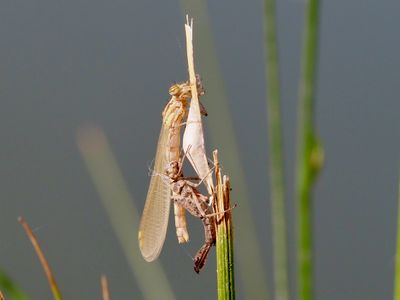 Petite nymphe au corps de feu