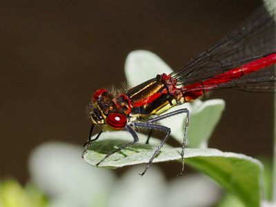 Petite nymphe au corps de feu