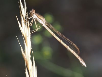 Brunette hivernale ou Leste brun