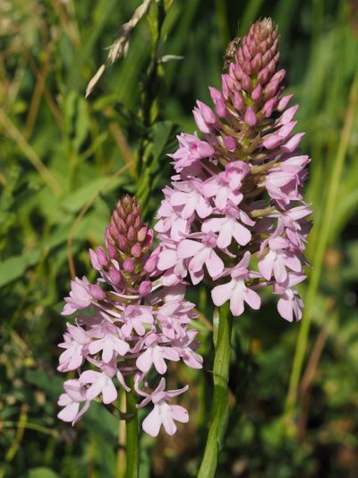 Orchis pyramidal