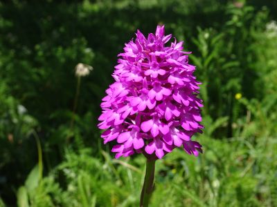 Orchis pyramidal