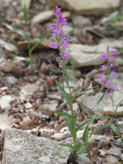 Céphalanthère rouge