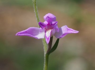 Céphalanthère rouge