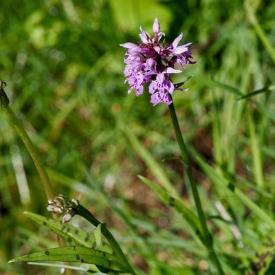 Orchis de Fuchs, Dactylorhize de Fuchs