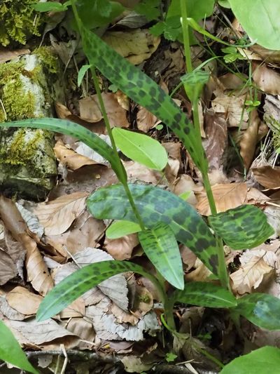 Orchis de Fuchs, Dactylorhize de Fuchs