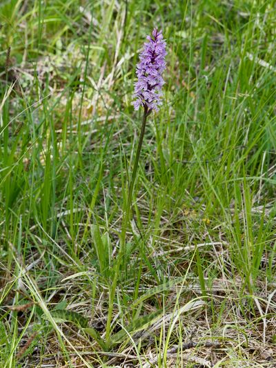 Orchis de Fuchs, Dactylorhize de Fuchs