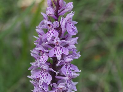 Orchis de Fuchs, Dactylorhize de Fuchs