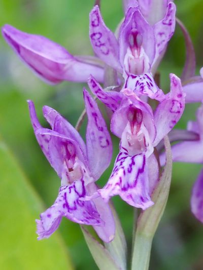 Orchis de mai, Dactylorhize de mai