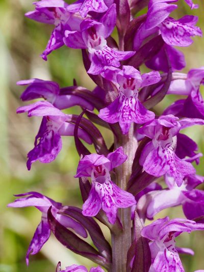 Orchis de mai, Dactylorhize de mai