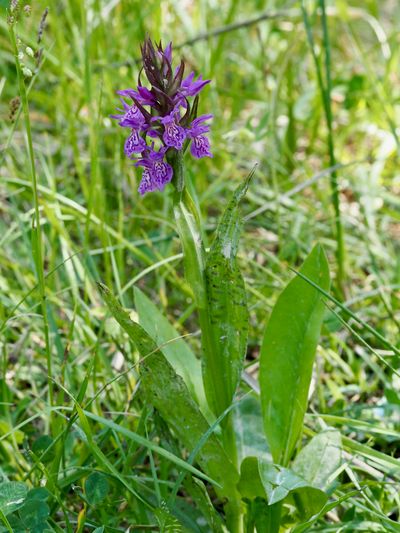 Orchis de mai, Dactylorhize de mai