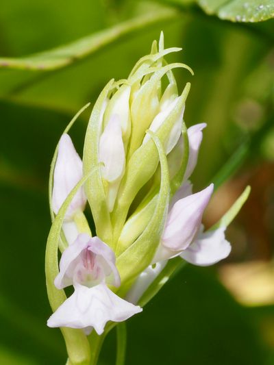 Orchis de mai, Dactylorhize de mai