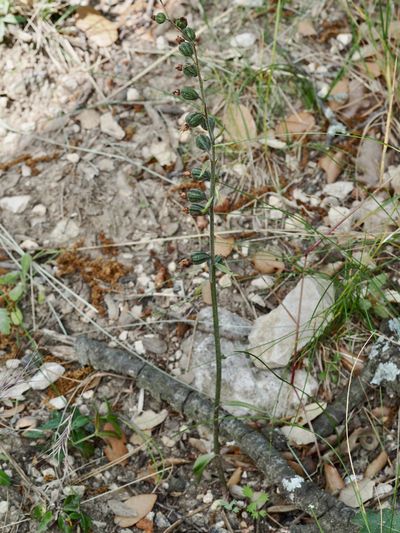 Épipactis à petites feuilles