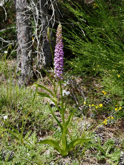 Orchis moucheron