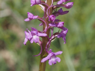 Orchis moucheron