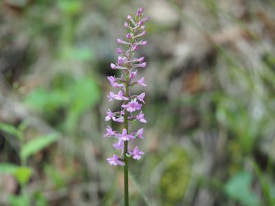 Orchis moucheron