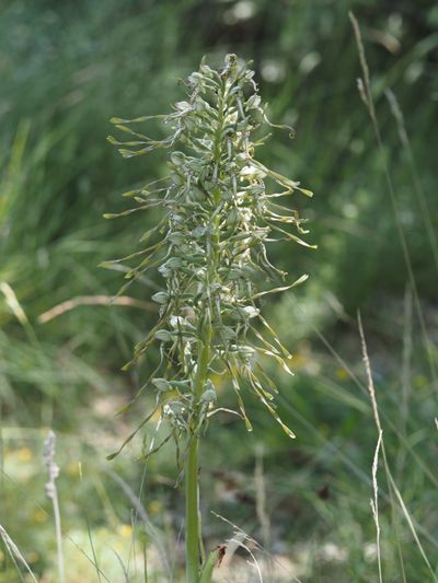 Orchis bouc