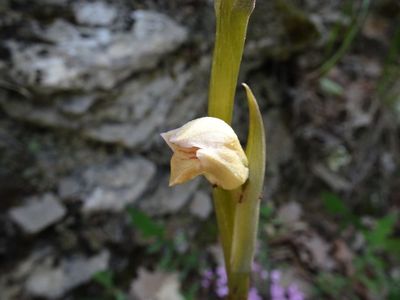 Limodore à feuilles avortées