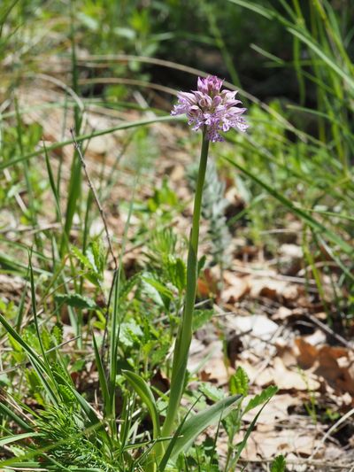 Orchis à trois dents