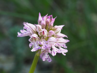 Orchis à trois dents