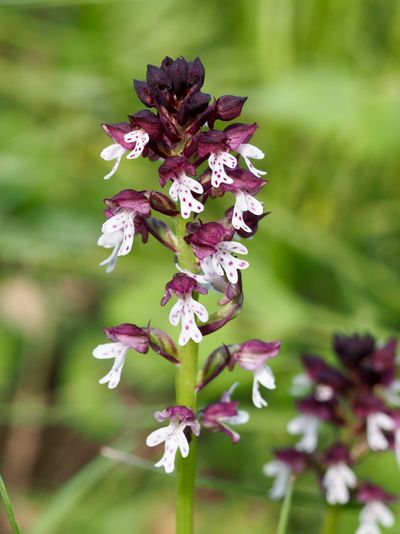 Orchis brûlé