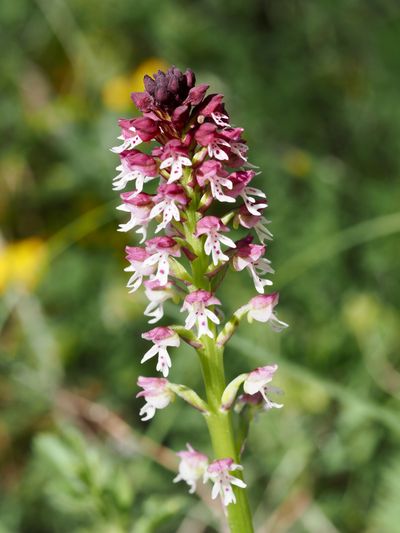 Orchis brûlé