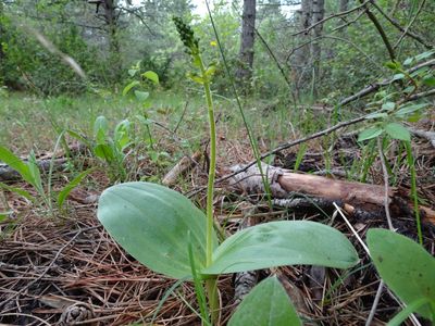 Listère à feuilles ovales