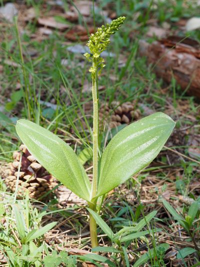 Listère à feuilles ovales