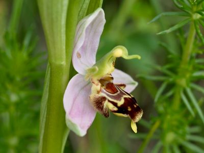 Ophrys abeille