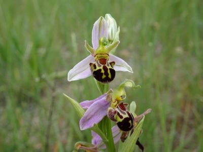 Ophrys abeille