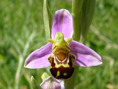 Ophrys abeille