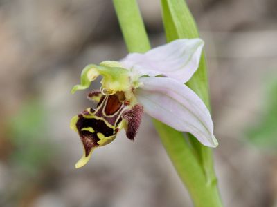 Ophrys abeille