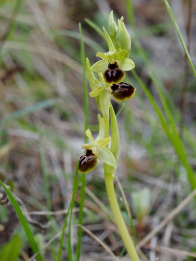 Ophrys petite araignée