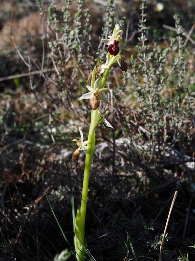 Ophrys exalté