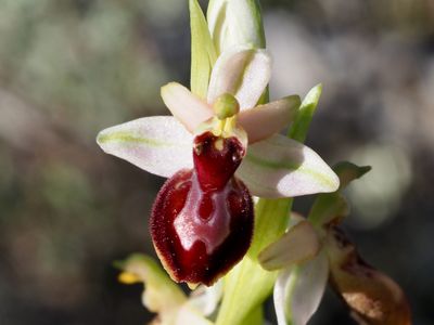 Ophrys exalté