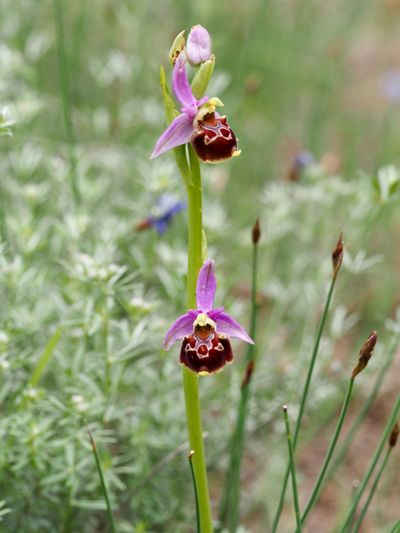 Ophrys bourdon de Demange