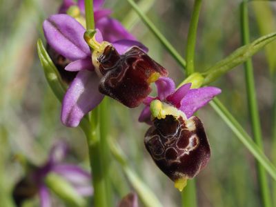 Ophrys bourdon de Demange