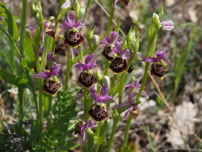 Ophrys bourdon