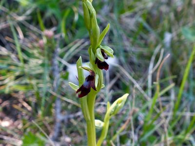 Ophrys mouche