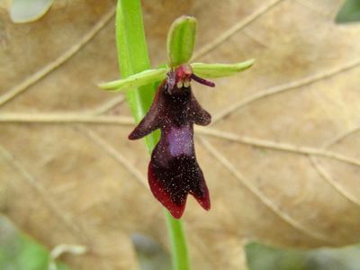 Ophrys mouche