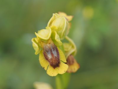 Ophrys jaune