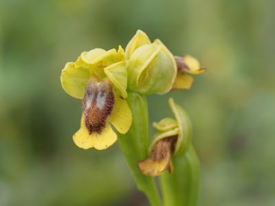 Ophrys jaune