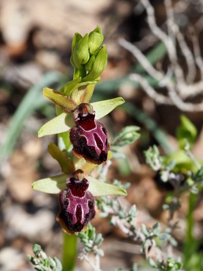 Ophrys de Provence