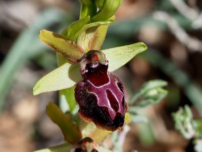 Ophrys de Provence