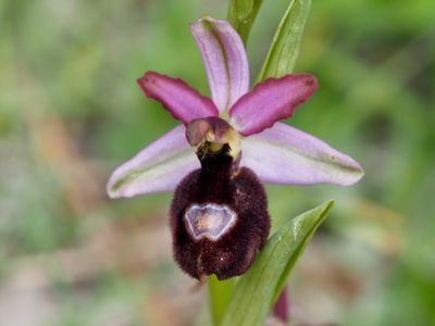 Ophrys de la Drôme