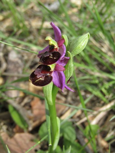 Ophrys de la Drôme