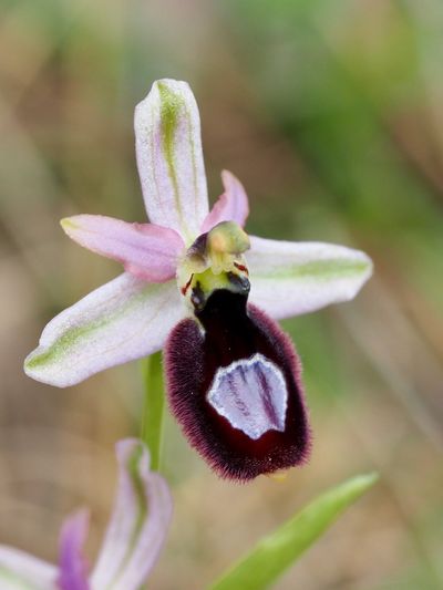 Ophrys de la Drôme