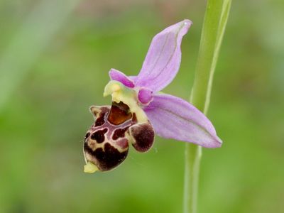 Ophrys bécasse