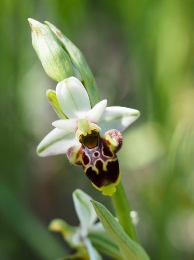 Ophrys bécasse