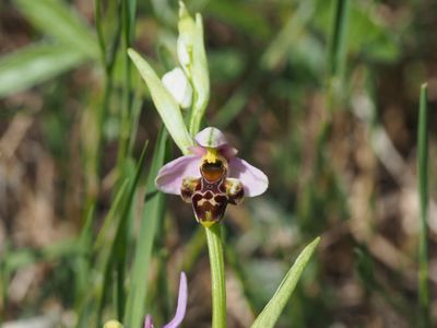 Ophrys bécasse